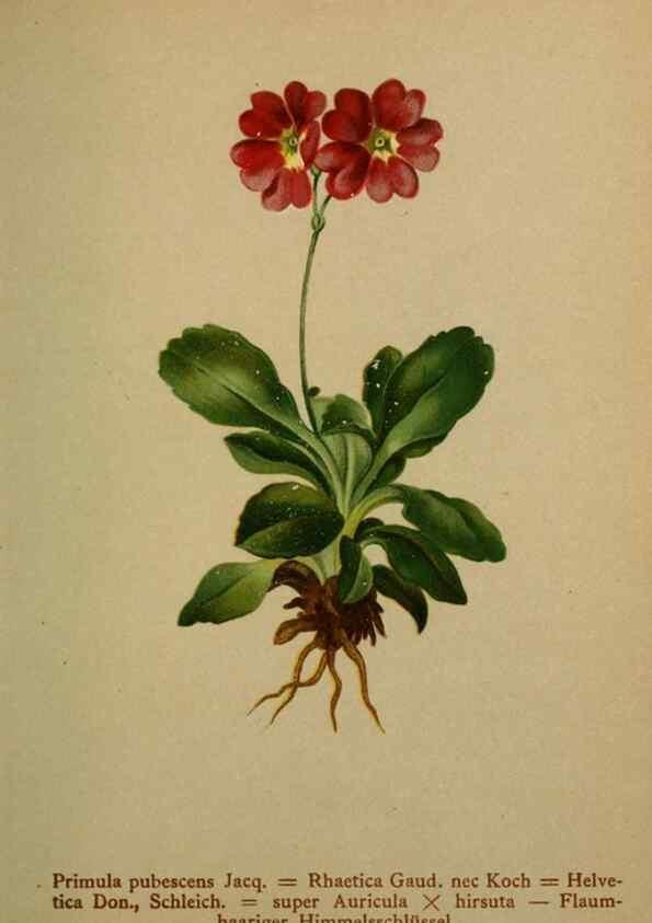 Reproducción/Reproduction 10424202085: Atlas der Alpenflora /. Wien :Eigenthum und Verlag des Deutschen und Oesterr. Alpenvereins,1882.