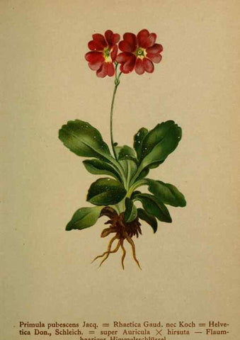 Reproducción/Reproduction 10424202085: Atlas der Alpenflora /. Wien :Eigenthum und Verlag des Deutschen und Oesterr. Alpenvereins,1882.