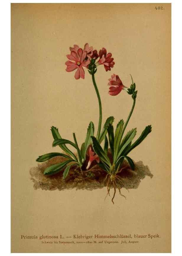 Reproducción/Reproduction 10424175714: Atlas der Alpenflora /. Wien :Eigenthum und Verlag des Deutschen und Oesterr. Alpenvereins,1882.