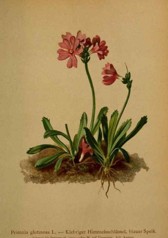 Reproducción/Reproduction 10424175714: Atlas der Alpenflora /. Wien :Eigenthum und Verlag des Deutschen und Oesterr. Alpenvereins,1882.