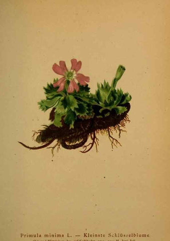 Reproducción/Reproduction 10424203666: Atlas der Alpenflora /. Wien :Eigenthum und Verlag des Deutschen und Oesterr. Alpenvereins,1882.