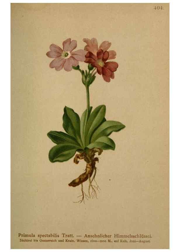 Reproducción/Reproduction 10424185054: Atlas der Alpenflora /. Wien :Eigenthum und Verlag des Deutschen und Oesterr. Alpenvereins,1882.