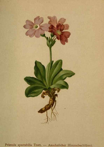 Reproducción/Reproduction 10424185054: Atlas der Alpenflora /. Wien :Eigenthum und Verlag des Deutschen und Oesterr. Alpenvereins,1882.
