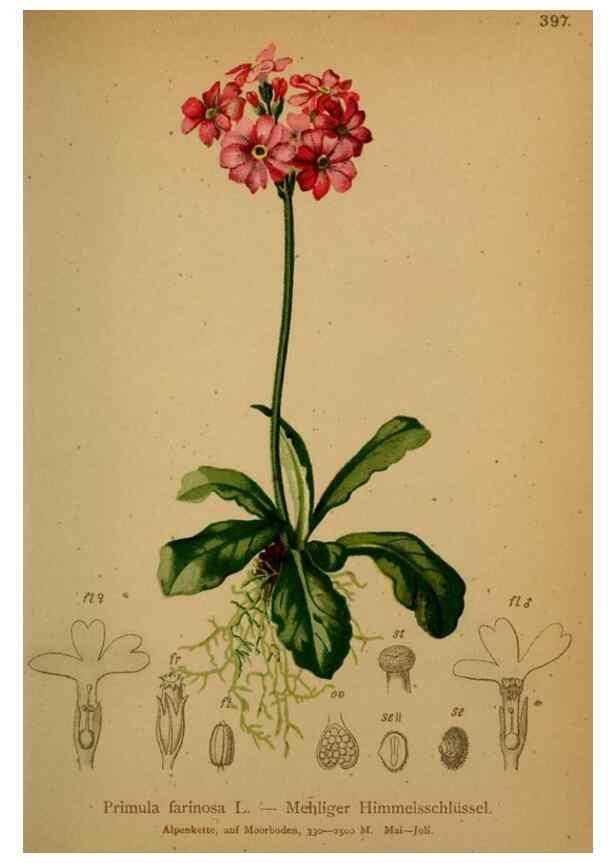 Reproducción/Reproduction 10424151484: Atlas der Alpenflora /. Wien :Eigenthum und Verlag des Deutschen und Oesterr. Alpenvereins,1882.