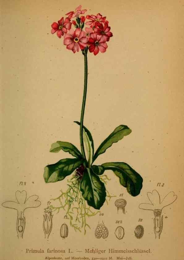 Reproducción/Reproduction 10424151484: Atlas der Alpenflora /. Wien :Eigenthum und Verlag des Deutschen und Oesterr. Alpenvereins,1882.