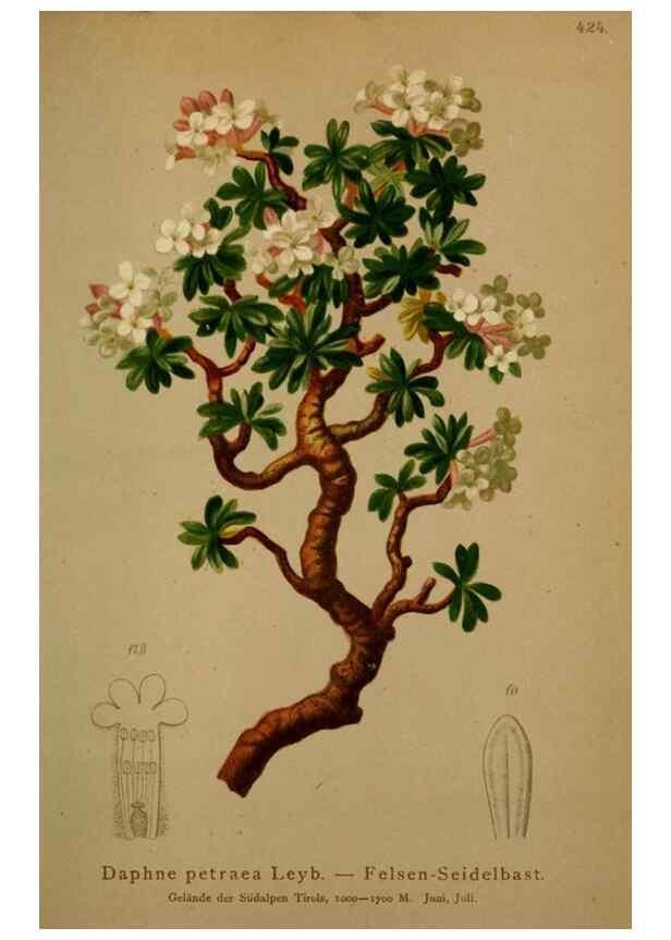 Reproducción/Reproduction 10424284244: Atlas der Alpenflora /. Wien :Eigenthum und Verlag des Deutschen und Oesterr. Alpenvereins,1882.