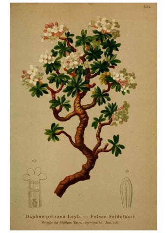 Reproducción/Reproduction 10424284244: Atlas der Alpenflora /. Wien :Eigenthum und Verlag des Deutschen und Oesterr. Alpenvereins,1882.