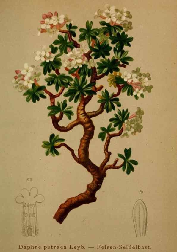 Reproducción/Reproduction 10424284244: Atlas der Alpenflora /. Wien :Eigenthum und Verlag des Deutschen und Oesterr. Alpenvereins,1882.