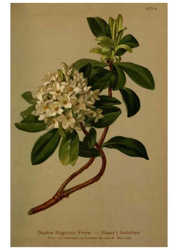 Reproducción/Reproduction 10424325505: Atlas der Alpenflora /. Wien :Eigenthum und Verlag des Deutschen und Oesterr. Alpenvereins,1882.