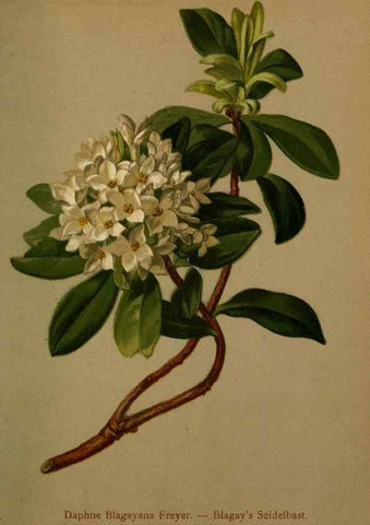 Reproducción/Reproduction 10424325505: Atlas der Alpenflora /. Wien :Eigenthum und Verlag des Deutschen und Oesterr. Alpenvereins,1882.