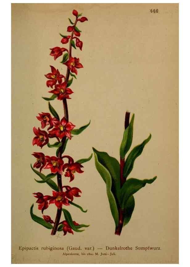 Reproducción/Reproduction 10424420435: Atlas der Alpenflora /. Wien :Eigenthum und Verlag des Deutschen und Oesterr. Alpenvereins,1882.