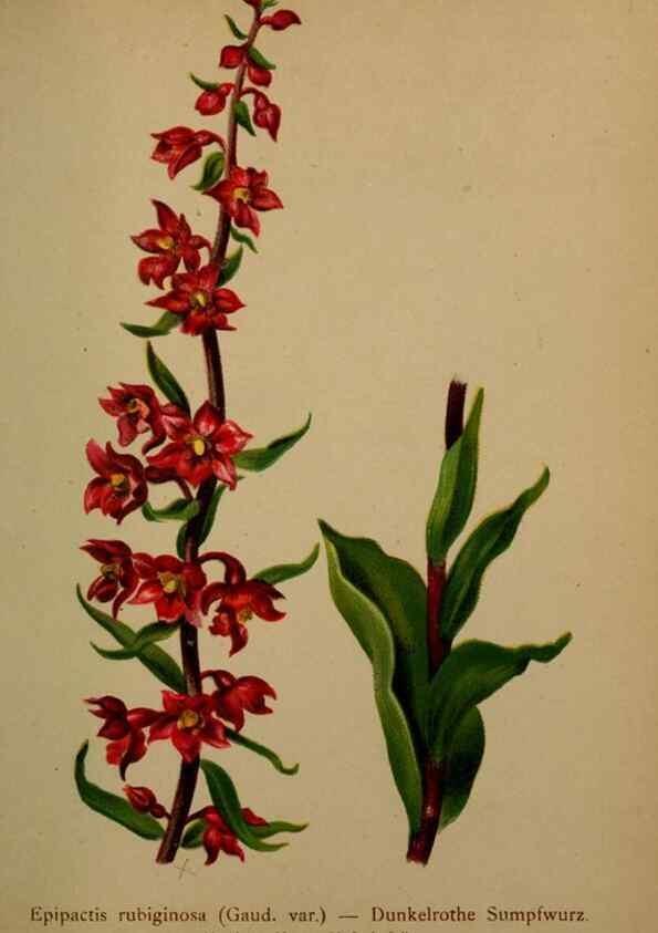 Reproducción/Reproduction 10424420435: Atlas der Alpenflora /. Wien :Eigenthum und Verlag des Deutschen und Oesterr. Alpenvereins,1882.