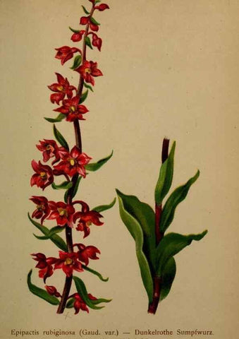 Reproducción/Reproduction 10424420435: Atlas der Alpenflora /. Wien :Eigenthum und Verlag des Deutschen und Oesterr. Alpenvereins,1882.