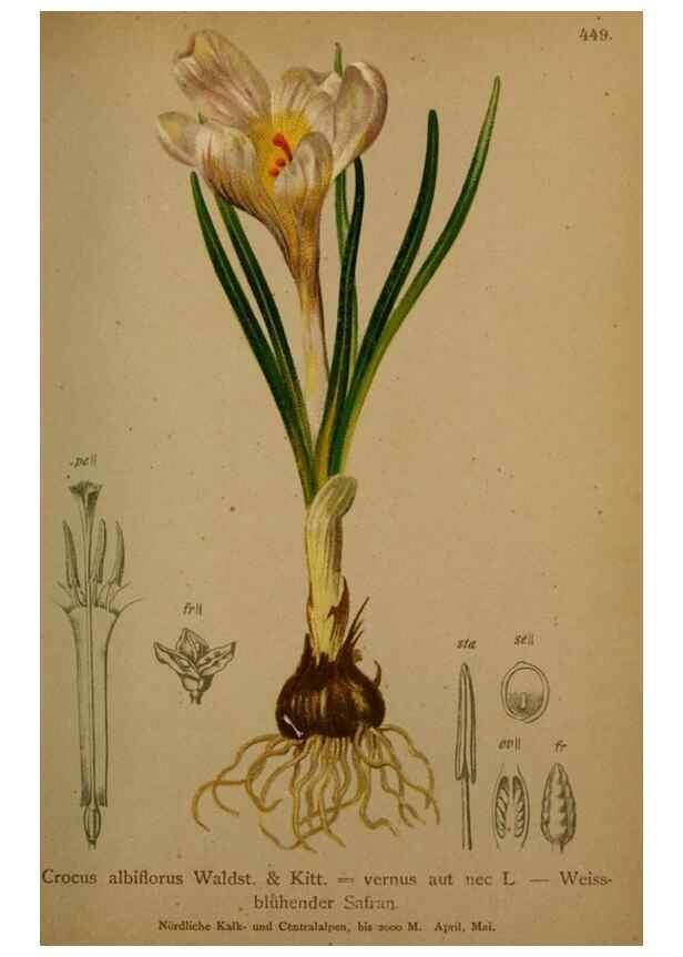 Reproducción/Reproduction 10424433425: Atlas der Alpenflora /. Wien :Eigenthum und Verlag des Deutschen und Oesterr. Alpenvereins,1882.