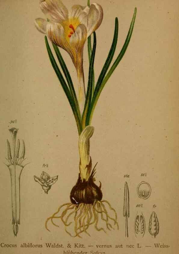 Reproducción/Reproduction 10424433425: Atlas der Alpenflora /. Wien :Eigenthum und Verlag des Deutschen und Oesterr. Alpenvereins,1882.