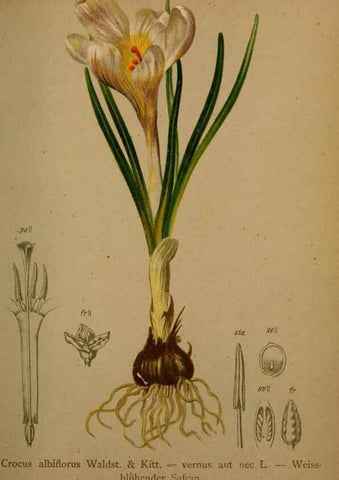 Reproducción/Reproduction 10424433425: Atlas der Alpenflora /. Wien :Eigenthum und Verlag des Deutschen und Oesterr. Alpenvereins,1882.