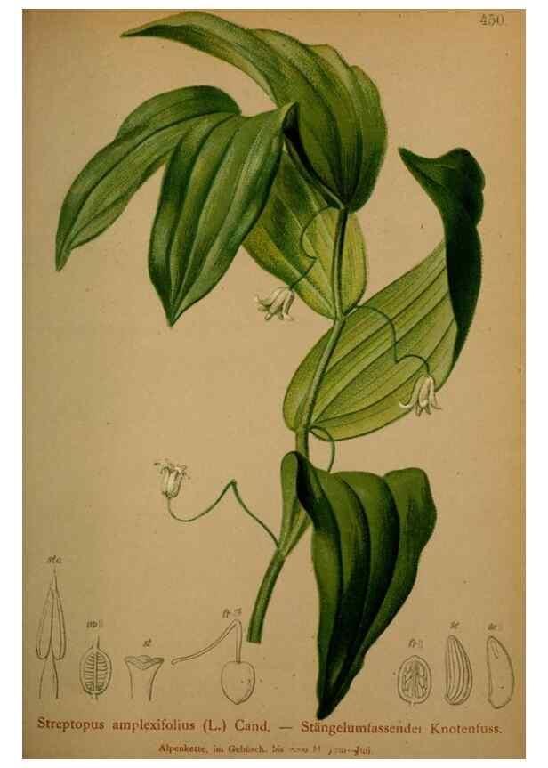 Reproducción/Reproduction 10424424806: Atlas der Alpenflora /. Wien :Eigenthum und Verlag des Deutschen und Oesterr. Alpenvereins,1882.