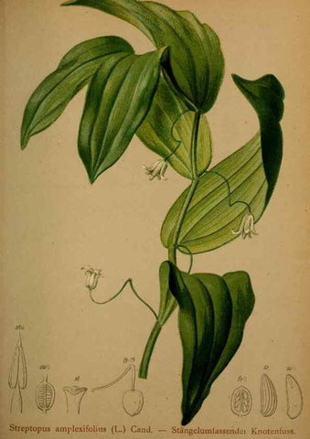 Reproducción/Reproduction 10424424806: Atlas der Alpenflora /. Wien :Eigenthum und Verlag des Deutschen und Oesterr. Alpenvereins,1882.