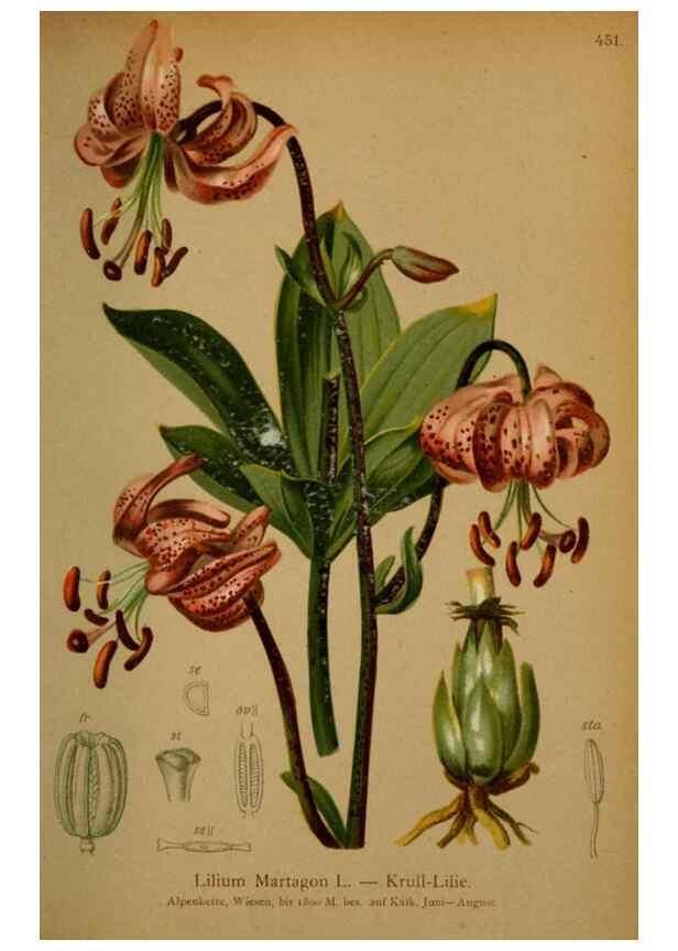 Reproducción/Reproduction 10424574593: Atlas der Alpenflora /. Wien :Eigenthum und Verlag des Deutschen und Oesterr. Alpenvereins,1882.