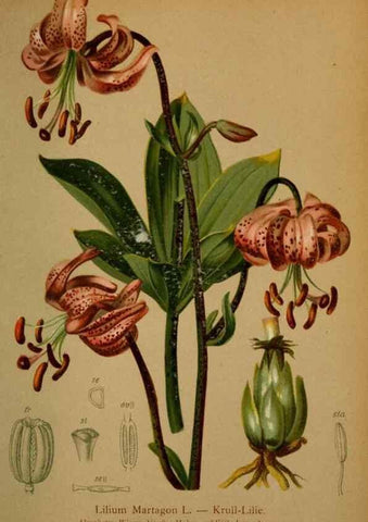 Reproducción/Reproduction 10424574593: Atlas der Alpenflora /. Wien :Eigenthum und Verlag des Deutschen und Oesterr. Alpenvereins,1882.