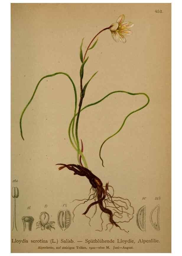 Reproducción/Reproduction 10424434206: Atlas der Alpenflora /. Wien :Eigenthum und Verlag des Deutschen und Oesterr. Alpenvereins,1882.
