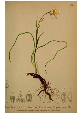 Reproducción/Reproduction 10424434206: Atlas der Alpenflora /. Wien :Eigenthum und Verlag des Deutschen und Oesterr. Alpenvereins,1882.