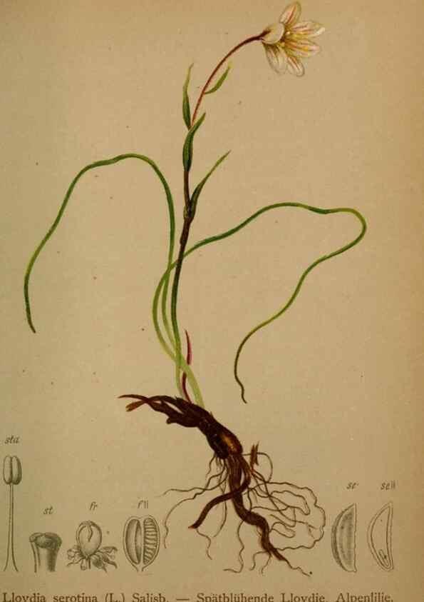 Reproducción/Reproduction 10424434206: Atlas der Alpenflora /. Wien :Eigenthum und Verlag des Deutschen und Oesterr. Alpenvereins,1882.