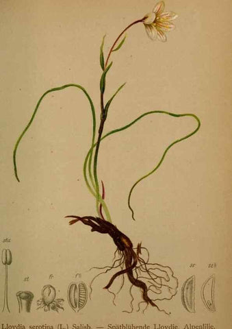 Reproducción/Reproduction 10424434206: Atlas der Alpenflora /. Wien :Eigenthum und Verlag des Deutschen und Oesterr. Alpenvereins,1882.