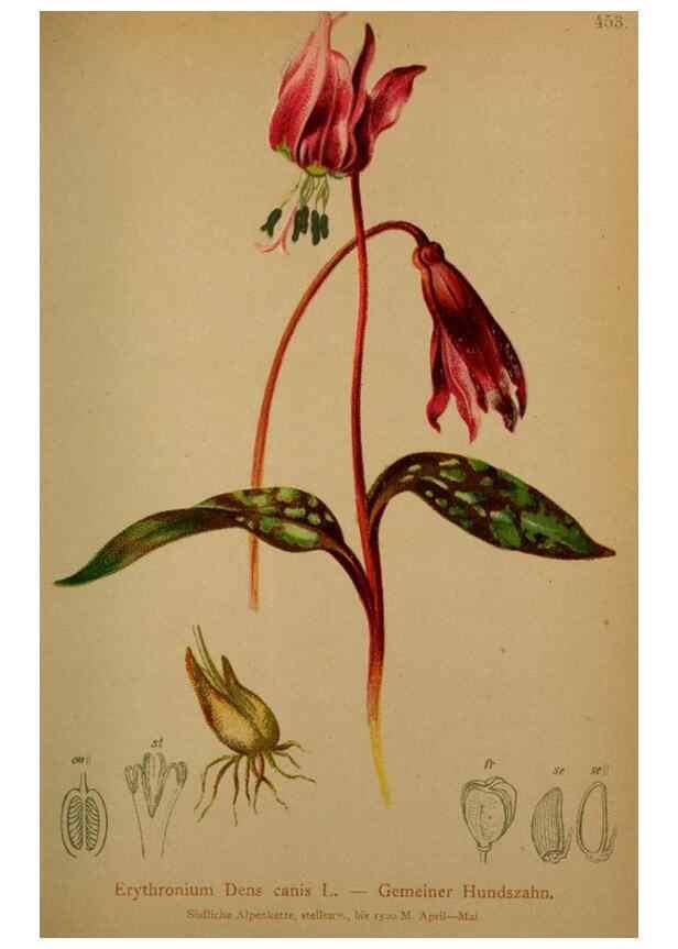 Reproducción/Reproduction 10424450765: Atlas der Alpenflora /. Wien :Eigenthum und Verlag des Deutschen und Oesterr. Alpenvereins,1882.