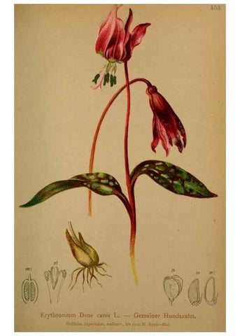 Reproducción/Reproduction 10424450765: Atlas der Alpenflora /. Wien :Eigenthum und Verlag des Deutschen und Oesterr. Alpenvereins,1882.