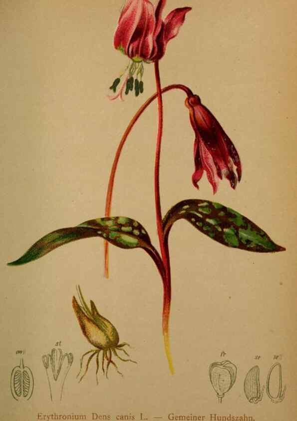 Reproducción/Reproduction 10424450765: Atlas der Alpenflora /. Wien :Eigenthum und Verlag des Deutschen und Oesterr. Alpenvereins,1882.