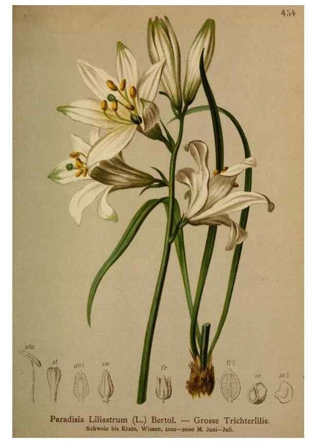 Reproducción/Reproduction 10424586293: Atlas der Alpenflora /. Wien :Eigenthum und Verlag des Deutschen und Oesterr. Alpenvereins,1882.