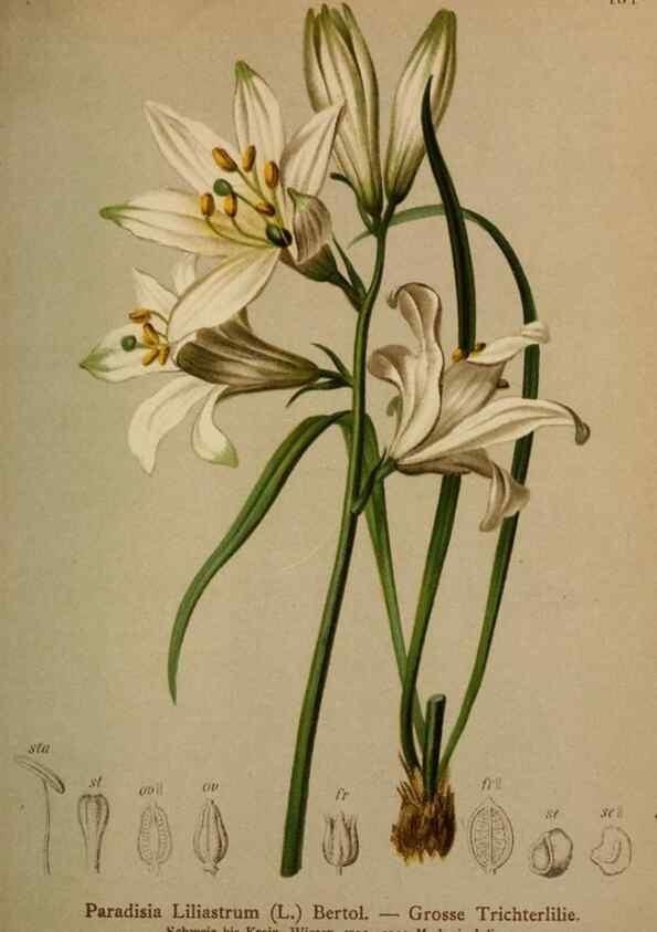 Reproducción/Reproduction 10424586293: Atlas der Alpenflora /. Wien :Eigenthum und Verlag des Deutschen und Oesterr. Alpenvereins,1882.