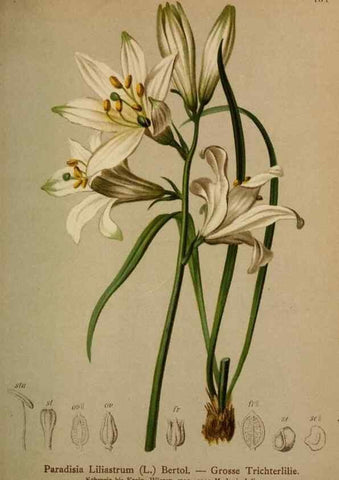 Reproducción/Reproduction 10424586293: Atlas der Alpenflora /. Wien :Eigenthum und Verlag des Deutschen und Oesterr. Alpenvereins,1882.