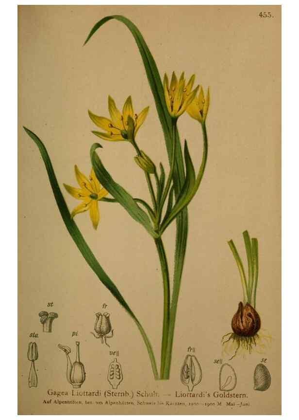 Reproducción/Reproduction 10424428024: Atlas der Alpenflora /. Wien :Eigenthum und Verlag des Deutschen und Oesterr. Alpenvereins,1882.