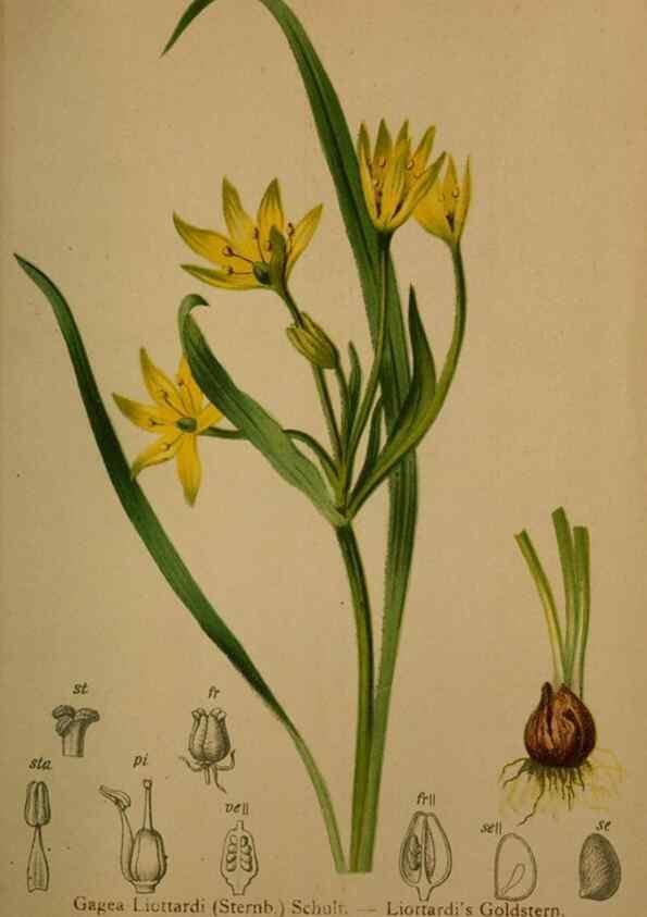 Reproducción/Reproduction 10424428024: Atlas der Alpenflora /. Wien :Eigenthum und Verlag des Deutschen und Oesterr. Alpenvereins,1882.
