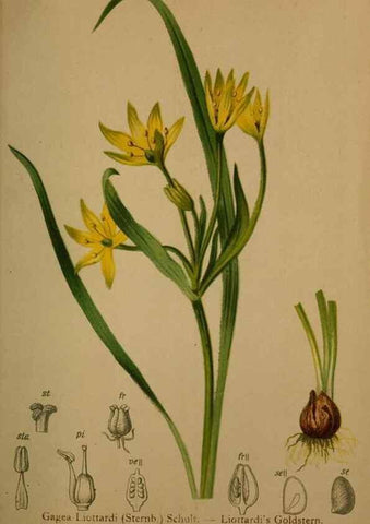 Reproducción/Reproduction 10424428024: Atlas der Alpenflora /. Wien :Eigenthum und Verlag des Deutschen und Oesterr. Alpenvereins,1882.