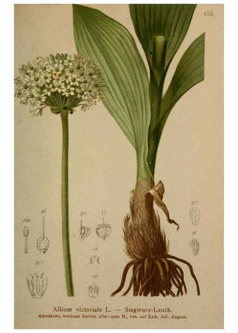 Reproducción/Reproduction 10424462565: Atlas der Alpenflora /. Wien :Eigenthum und Verlag des Deutschen und Oesterr. Alpenvereins,1882.