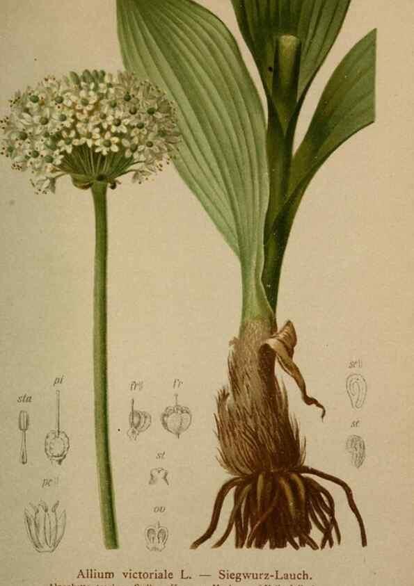 Reproducción/Reproduction 10424462565: Atlas der Alpenflora /. Wien :Eigenthum und Verlag des Deutschen und Oesterr. Alpenvereins,1882.