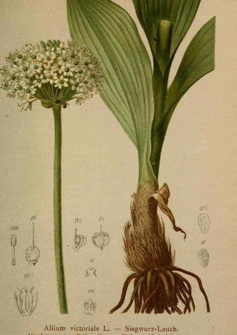 Reproducción/Reproduction 10424462565: Atlas der Alpenflora /. Wien :Eigenthum und Verlag des Deutschen und Oesterr. Alpenvereins,1882.