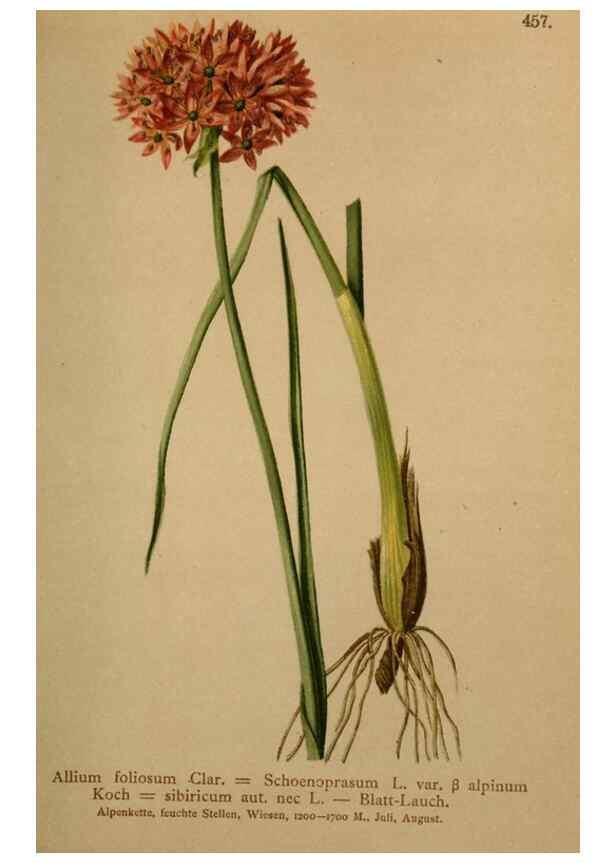 Reproducción/Reproduction 10424599203: Atlas der Alpenflora /. Wien :Eigenthum und Verlag des Deutschen und Oesterr. Alpenvereins,1882.