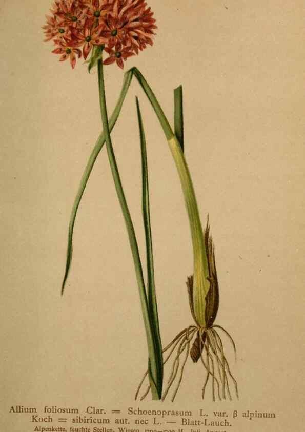 Reproducción/Reproduction 10424599203: Atlas der Alpenflora /. Wien :Eigenthum und Verlag des Deutschen und Oesterr. Alpenvereins,1882.