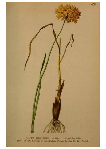 Reproducción/Reproduction 10424603723: Atlas der Alpenflora /. Wien :Eigenthum und Verlag des Deutschen und Oesterr. Alpenvereins,1882.