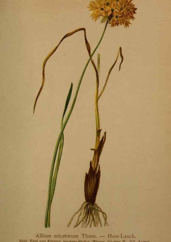 Reproducción/Reproduction 10424603723: Atlas der Alpenflora /. Wien :Eigenthum und Verlag des Deutschen und Oesterr. Alpenvereins,1882.