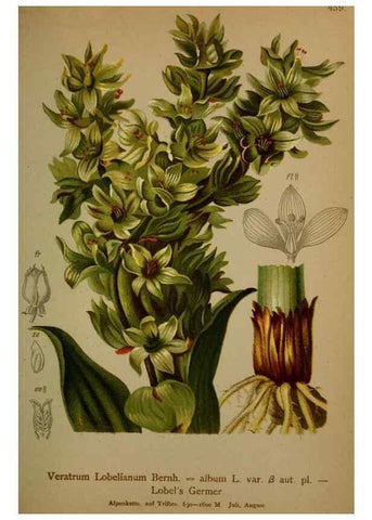 Reproducción/Reproduction 10424475585: Atlas der Alpenflora /. Wien :Eigenthum und Verlag des Deutschen und Oesterr. Alpenvereins,1882.