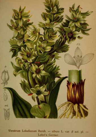 Reproducción/Reproduction 10424475585: Atlas der Alpenflora /. Wien :Eigenthum und Verlag des Deutschen und Oesterr. Alpenvereins,1882.