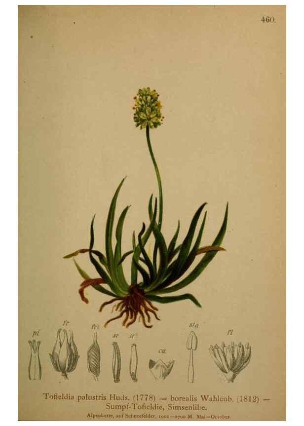 Reproducción/Reproduction 10424453134: Atlas der Alpenflora /. Wien :Eigenthum und Verlag des Deutschen und Oesterr. Alpenvereins,1882.