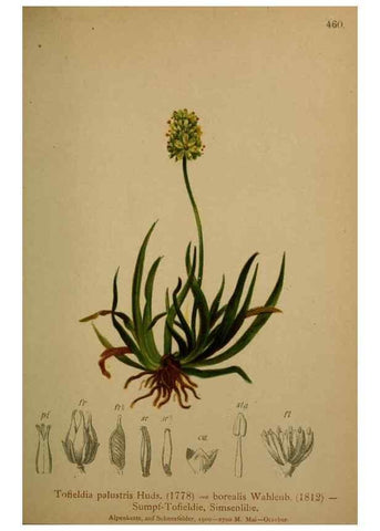 Reproducción/Reproduction 10424453134: Atlas der Alpenflora /. Wien :Eigenthum und Verlag des Deutschen und Oesterr. Alpenvereins,1882.