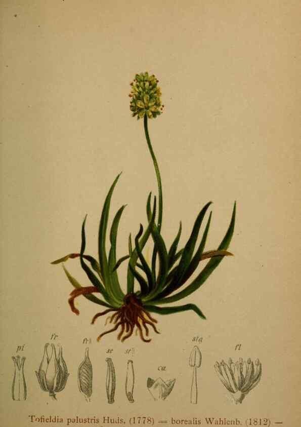 Reproducción/Reproduction 10424453134: Atlas der Alpenflora /. Wien :Eigenthum und Verlag des Deutschen und Oesterr. Alpenvereins,1882.
