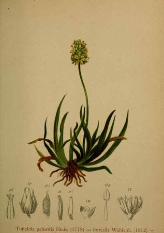 Reproducción/Reproduction 10424453134: Atlas der Alpenflora /. Wien :Eigenthum und Verlag des Deutschen und Oesterr. Alpenvereins,1882.